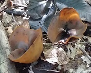 cup fungus