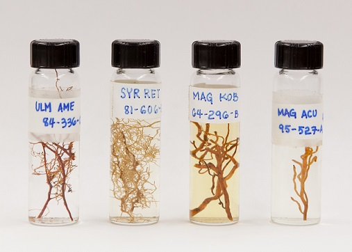 root specimens