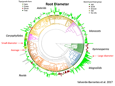 root diameter evolution
