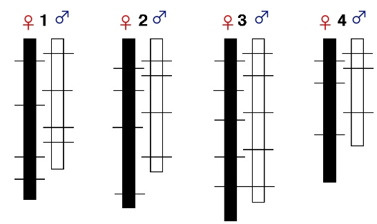 Schematic of recombination rate differences